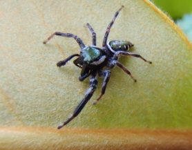 Picture of Paraphidippus aurantius (Emerald Jumping Spider) - Male - Dorsal