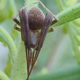 Featured spider picture of Acacesia hamata