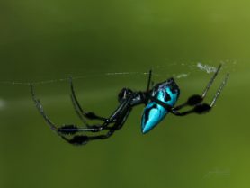 Picture of Leucauge spp. (Silver Orb-weaver) - Lateral,Webs