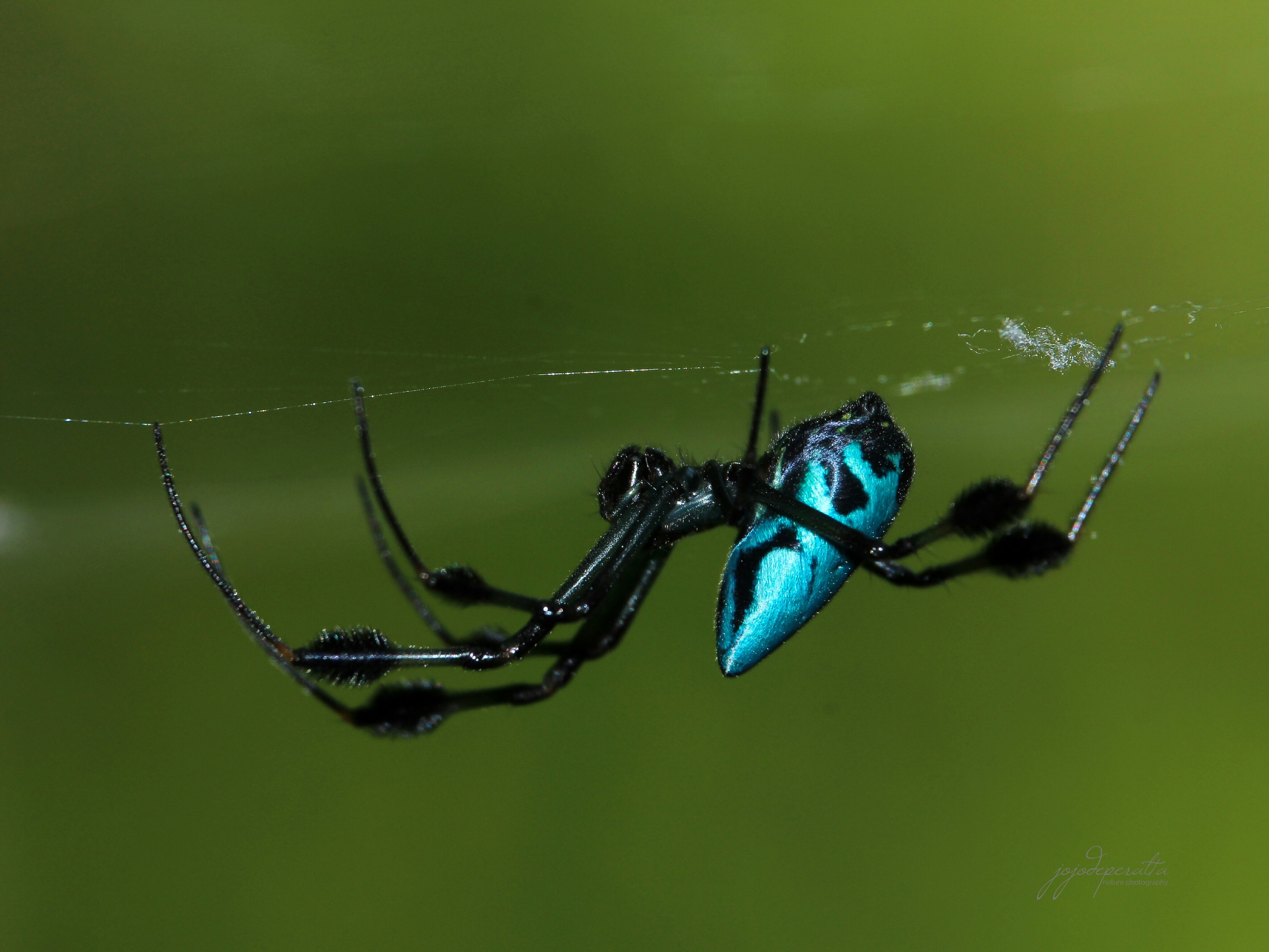 Picture of Leucauge (Silver Orb-weaver) - Lateral,Webs