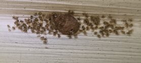 Picture of Parasteatoda spp. - Egg sacs,Spiderlings