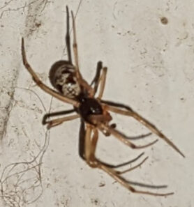 Picture of Steatoda triangulosa (Triangulate Cobweb Spider) - Male