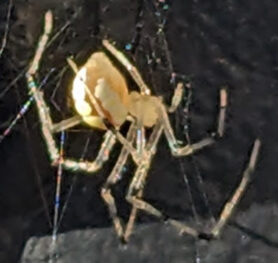 Picture of Theridion spp.
