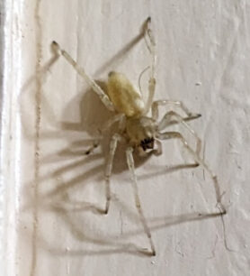 Picture of Cheiracanthium spp. (Long-legged Sac Spiders) - Male