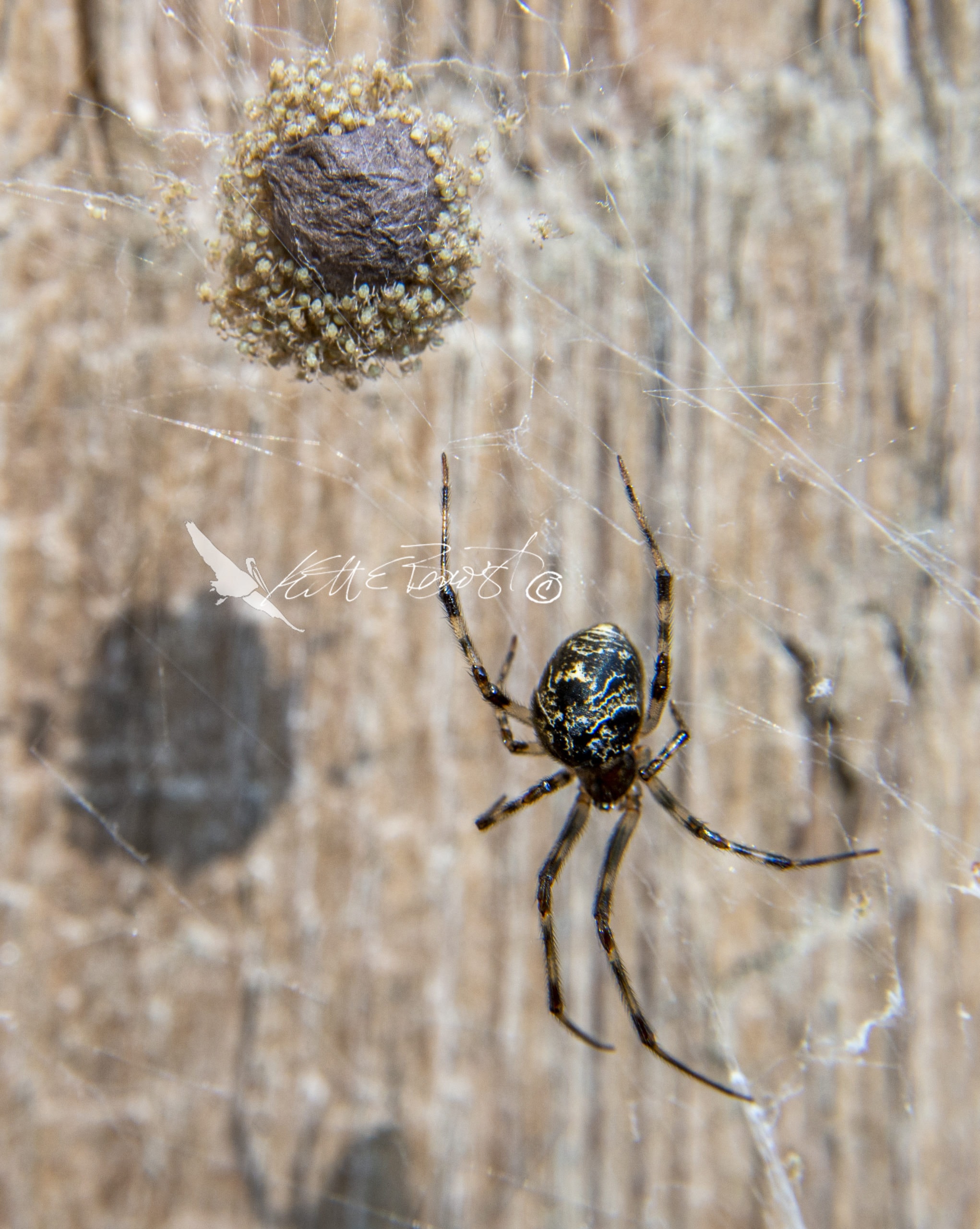 Picture of Parasteatoda tepidariorum (Common House Spider) - Female - Dorsal,Egg sacs,Spiderlings,Webs