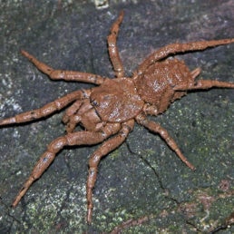 Featured spider picture of Paratropis scruposa