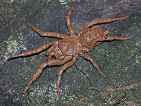 Picture of Paratropis scruposa - Female - Dorsal