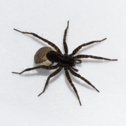 Featured spider picture of Pardosa vancouveri