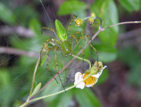 Picture of Peucetia viridans (Green Lynx Spider) - Female - Dorsal,Webs