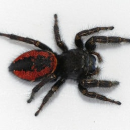 Featured spider picture of Phidippus johnsoni (Johnson Jumping Spider)