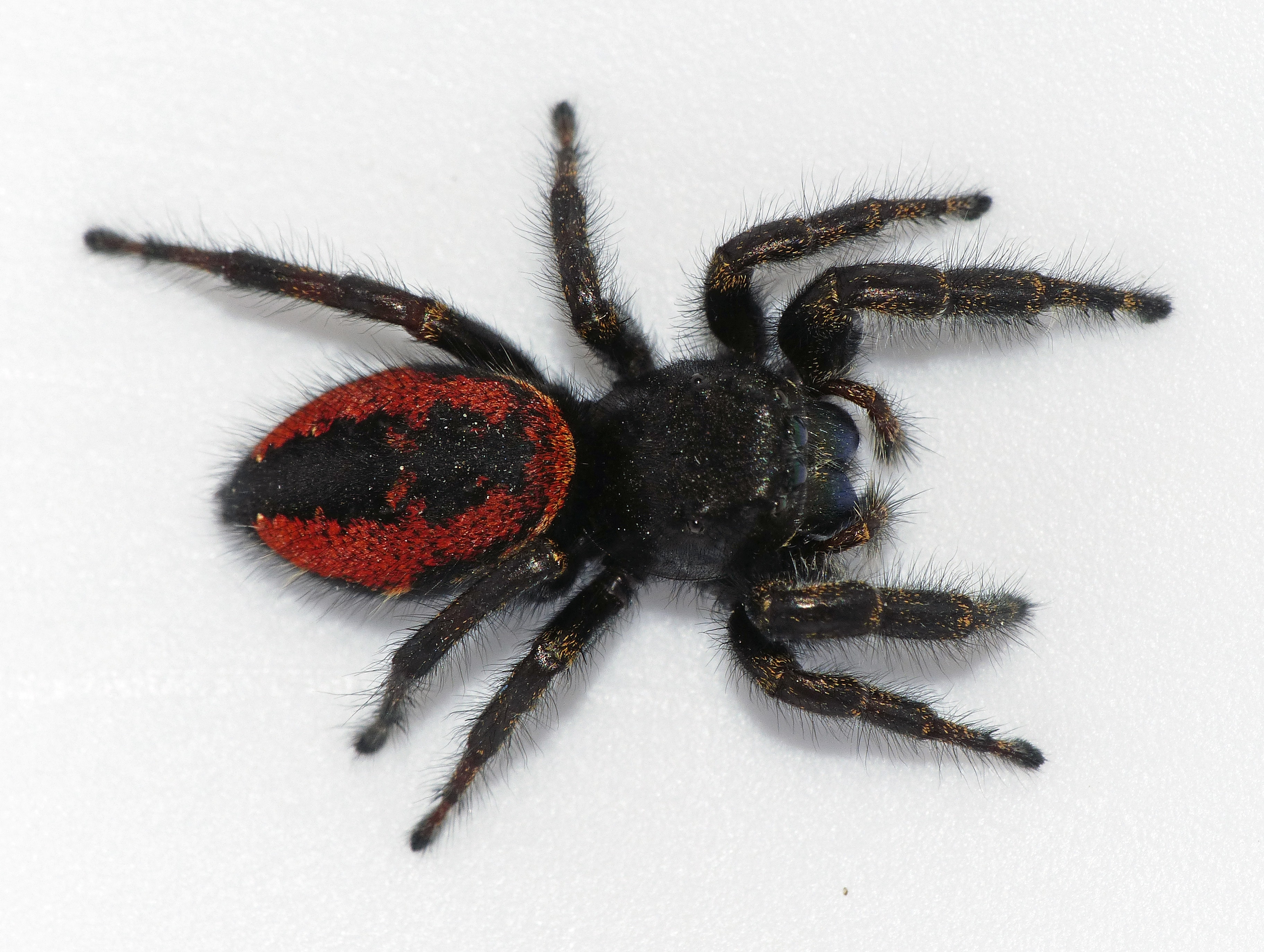 Picture of Phidippus johnsoni (Johnson Jumping Spider) - Female - Dorsal