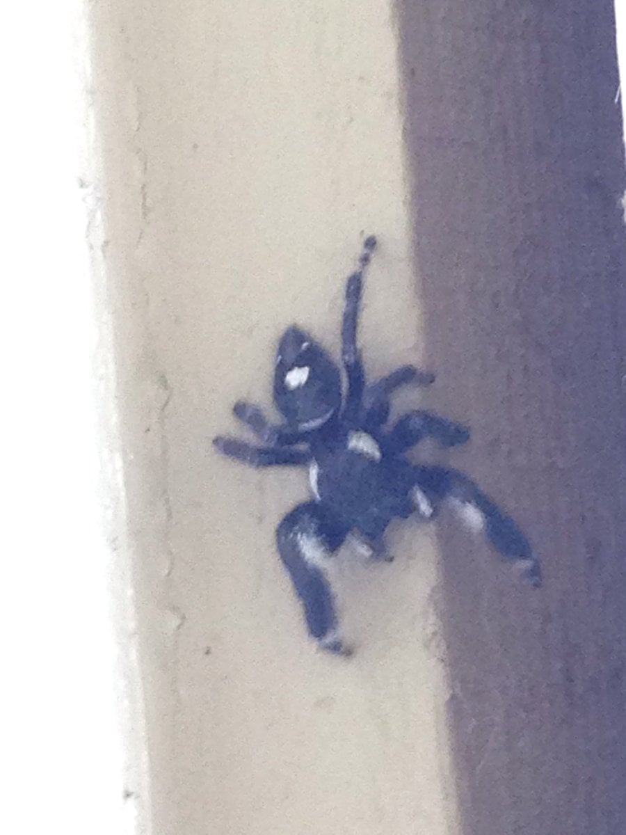 Picture of Phidippus audax (Bold Jumper) - Male - Dorsal