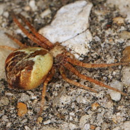Featured spider picture of Philodromus floridensis