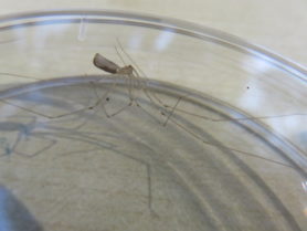 Picture of Pholcus phalangioides (Long-bodied Cellar Spider) - Ventral