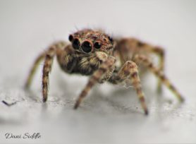 Picture of Sitticus fasciger - Male - Eyes