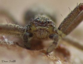 Picture of Philodromus spp. - Male - Eyes