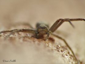 Picture of Philodromus spp. - Male - Eyes