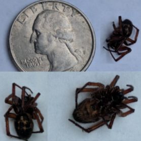 Picture of Steatoda nobilis (Noble False Widow) - Dorsal,Lateral,Ventral