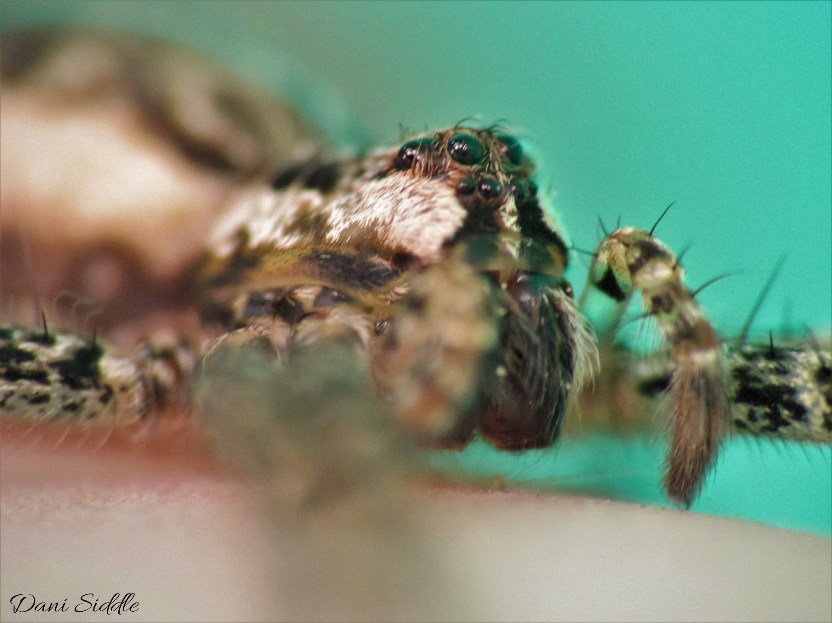 Picture of Dolomedes tenebrosus (Dark Fishing Spider) - Male - Eyes