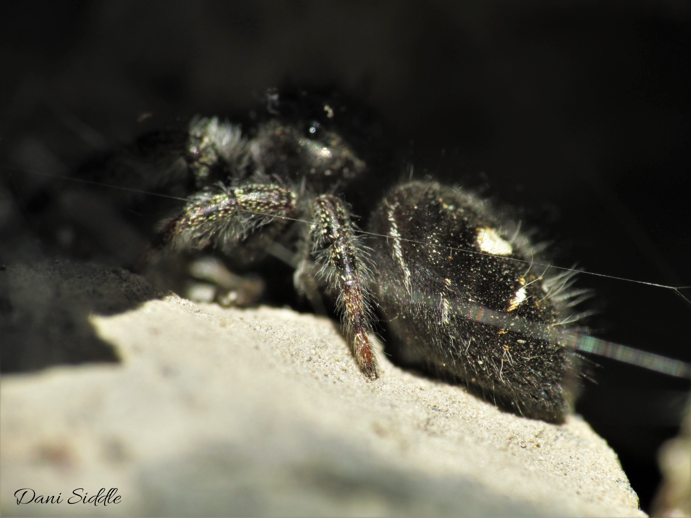 Picture of Phidippus audax (Bold Jumper) - Lateral