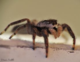 Picture of Platycryptus undatus (Tan Jumping Spider) - Female - Lateral