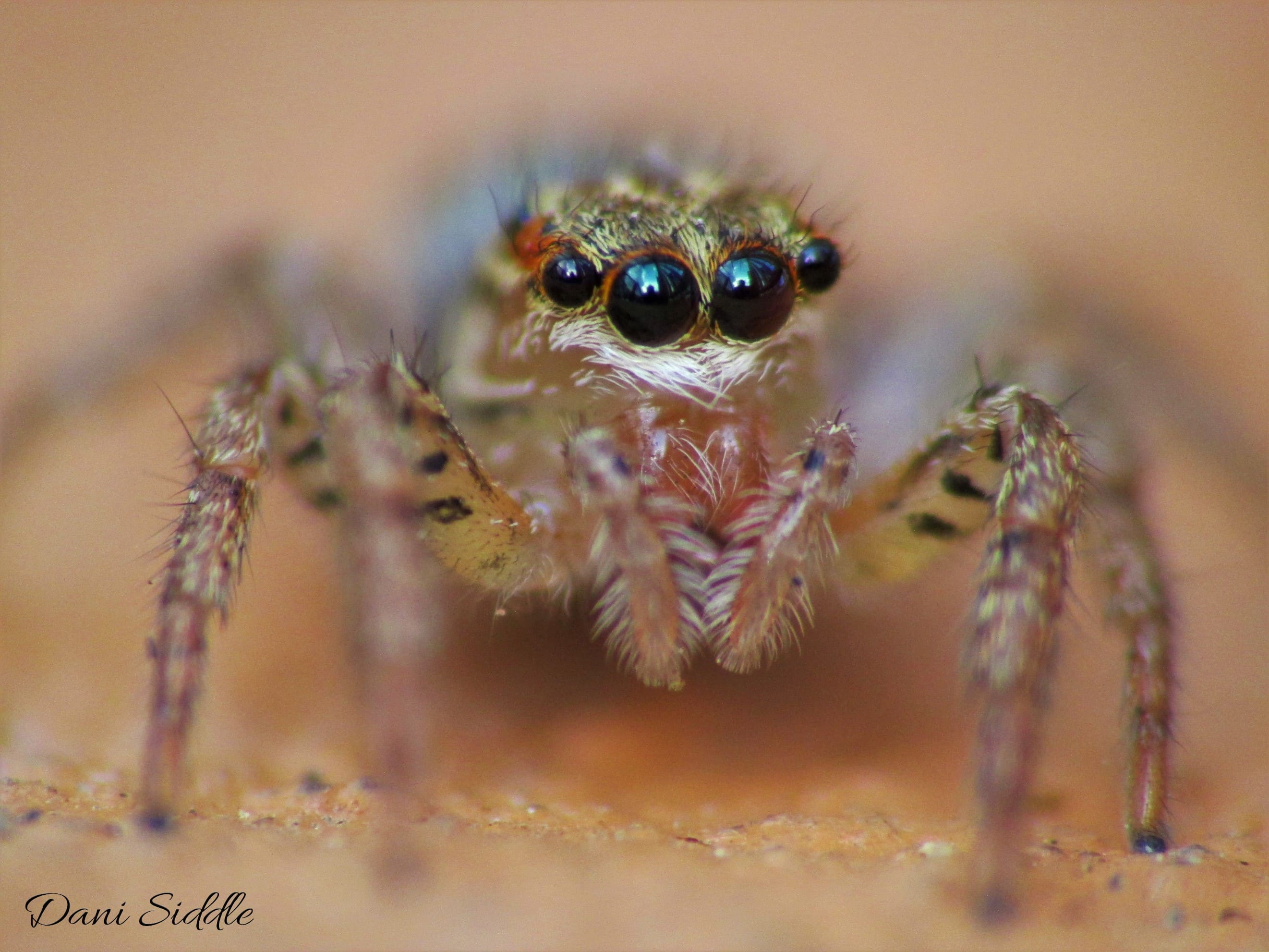 Picture of Maevia inclemens (Dimorphic Jumper) - Eyes
