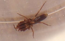 Picture of Harpactea hombergi (Stripe-legged Spider) - Male - Dorsal
