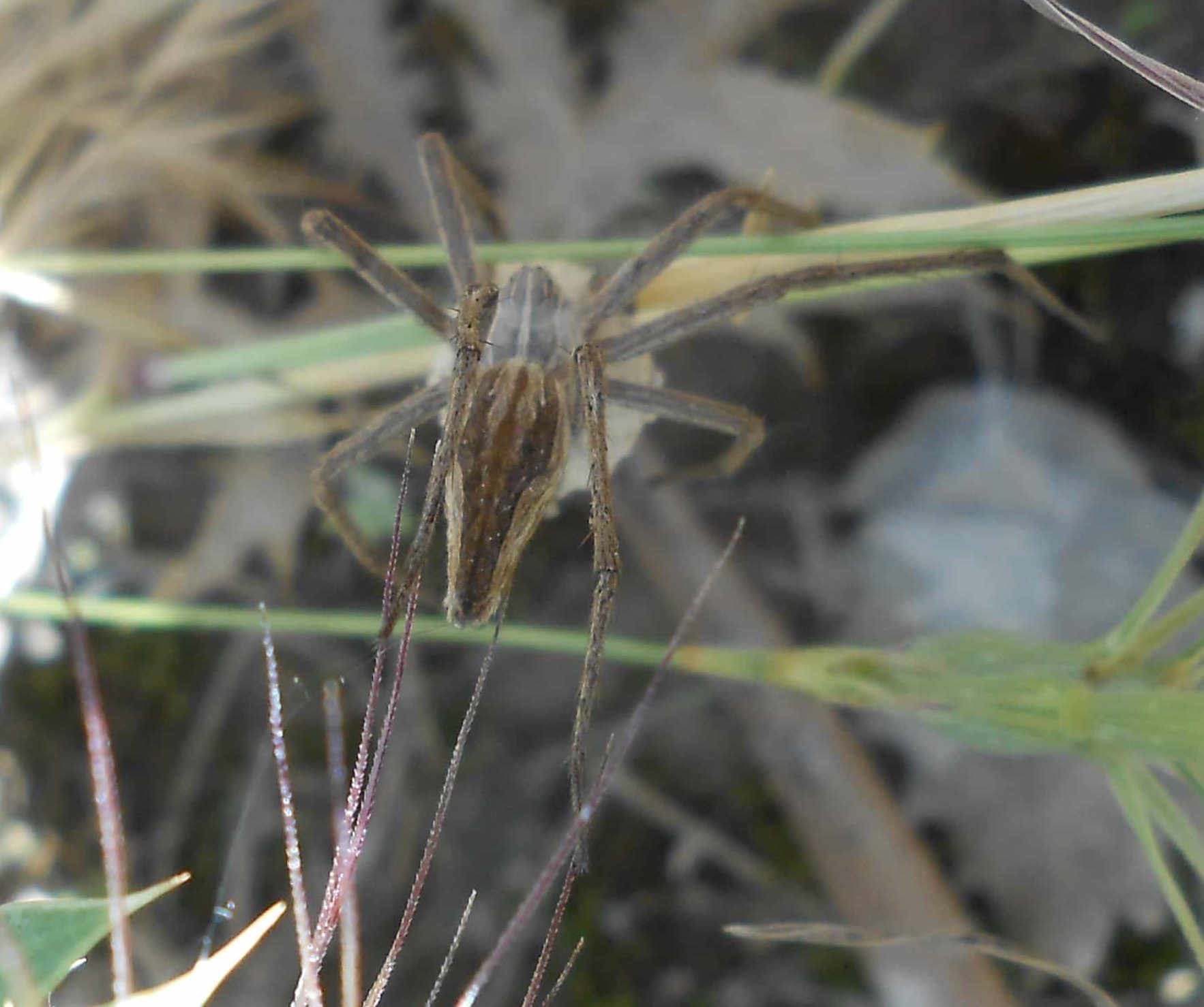 Picture of Pisaura mirabilis (European Nursery Web Spider) - Female - Dorsal