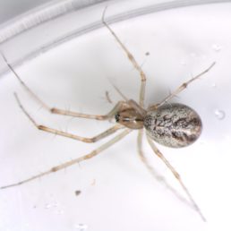 Featured spider picture of Linyphia triangularis (European Sheetweb Spider)