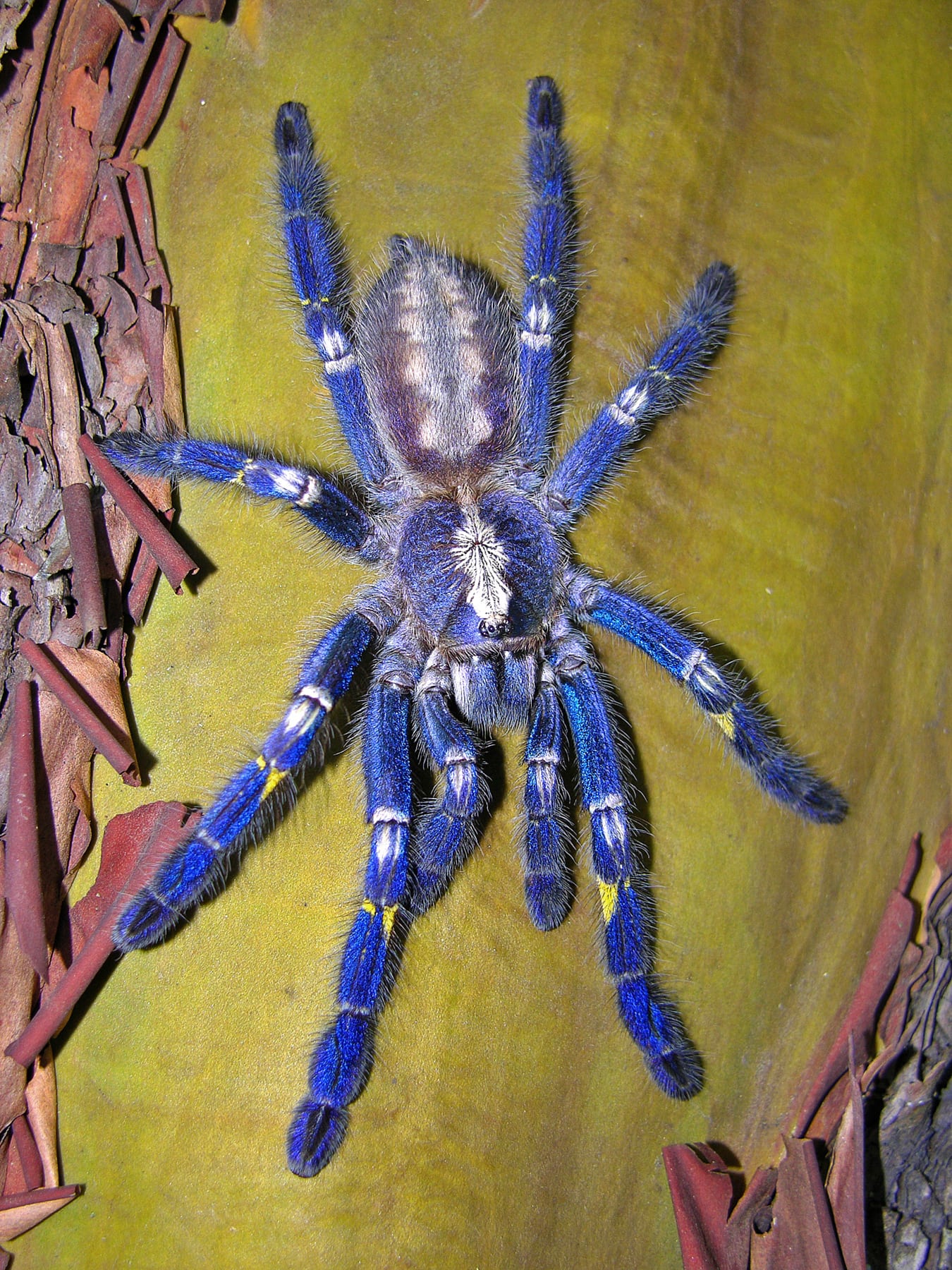 Picture of Poecilotheria metallica (Peacock Parachute Spider) - Female - Dorsal