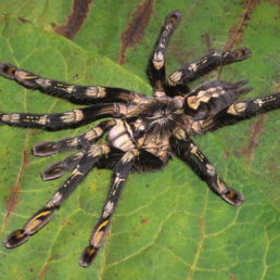 Featured spider picture of Poecilotheria subfusca (Ivory Ornamental Tarantula)