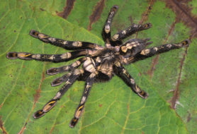 Picture of Poecilotheria subfusca (Ivory Ornamental Tarantula) - Female - Dorsal