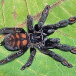 Featured spider picture of Psalmopoeus irminia (Venezuelan Sun-tiger)