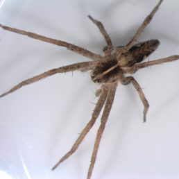 Featured spider picture of Pisaura mirabilis (European Nursery Web Spider)