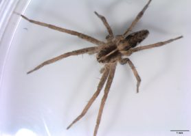 Picture of Pisaura mirabilis (European Nursery Web Spider) - Dorsal