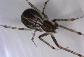 Picture of Linyphia triangularis (European Sheetweb Spider) - Dorsal,Eyes