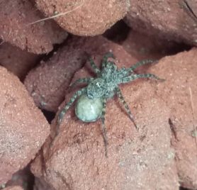 Picture of Lycosidae (Wolf Spiders) - Female - Dorsal,Egg sacs