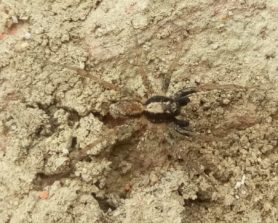 Picture of Lycosidae (Wolf Spiders) - Male - Dorsal