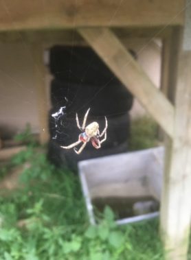 Picture of Socca pustulosa (Garden Orb-weaver Spider) - Dorsal,Webs