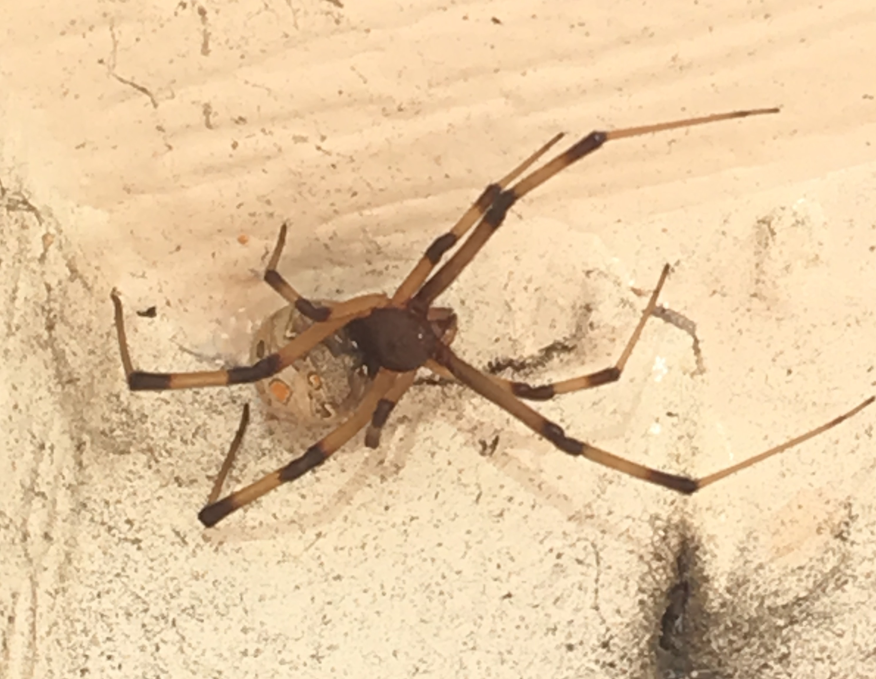 Picture of Latrodectus geometricus (Brown Widow Spider) - Dorsal