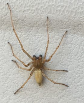 Picture of Cheiracanthiidae (Prowling Spiders) - Male - Dorsal