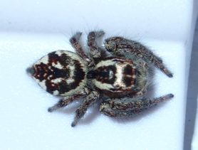 Picture of Salticidae (Jumping Spiders)