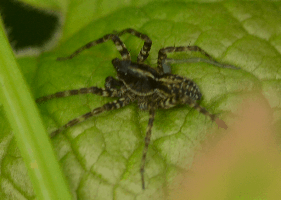 Picture of Pardosa (Thin-legged Wolf Spiders) - Male - Dorsal