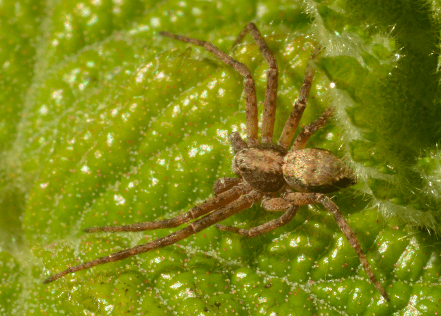 Picture of Philodromidae (Running Crab Spiders) - Dorsal