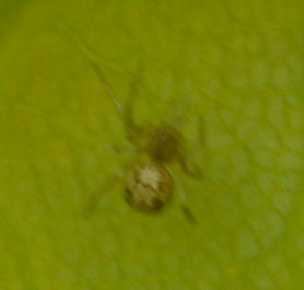 Picture of Theridiidae (Cobweb Weavers)