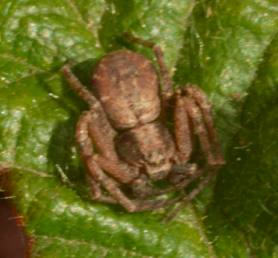 Picture of Philodromidae (Running Crab Spiders) - Dorsal