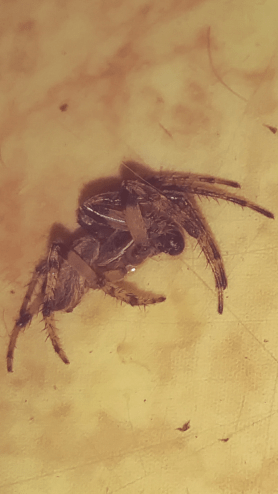 Picture of Araneidae (Orb-weavers) - Male - Lateral