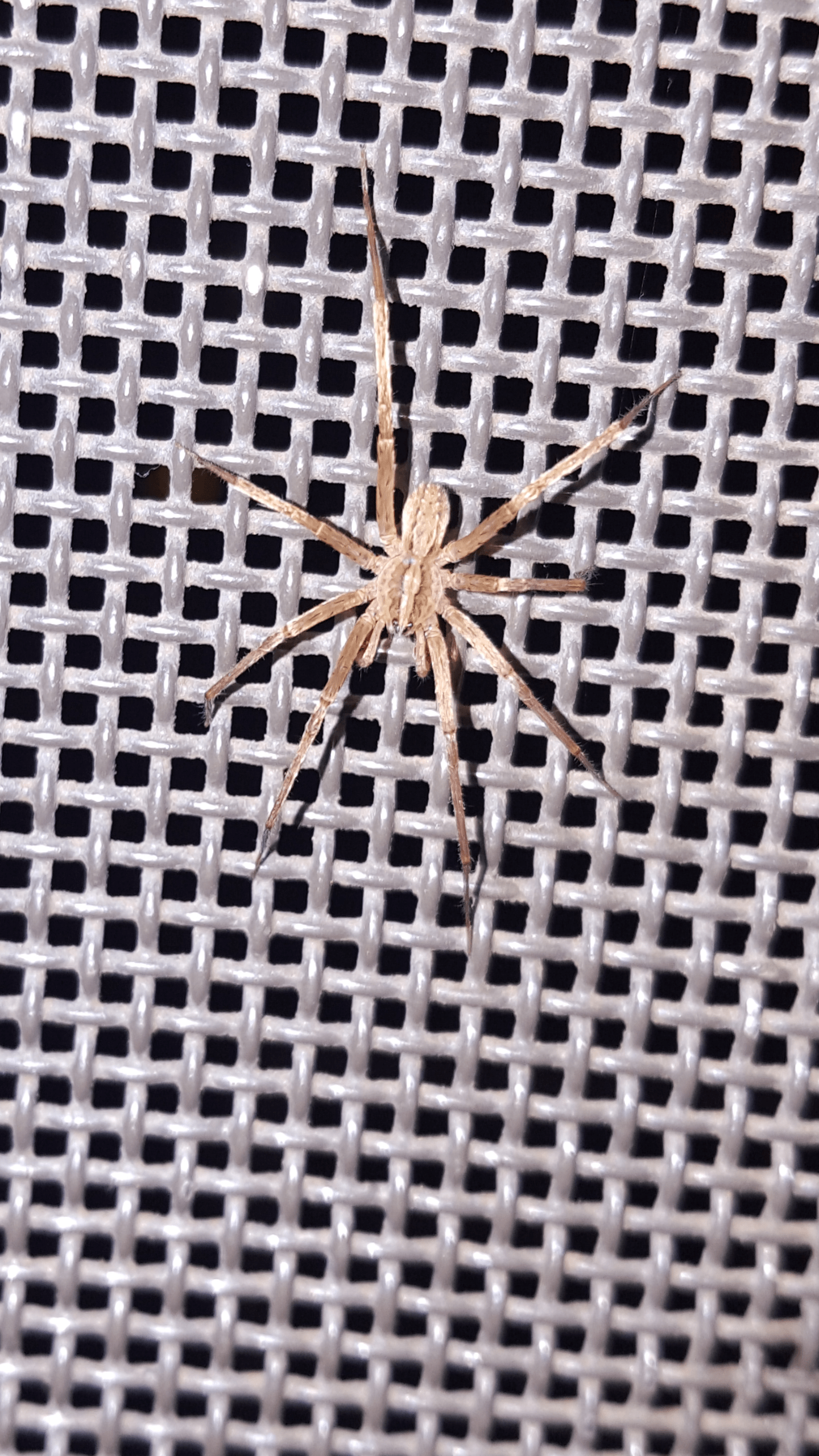 Picture of Anahita punctulata (Southeastern Wandering Spider) - Dorsal