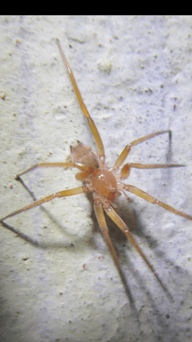 Picture of Zimiris doriae - Dorsal