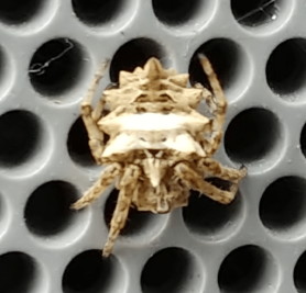 Picture of Acanthepeira stellata (Star-bellied Orb-weaver) - Dorsal